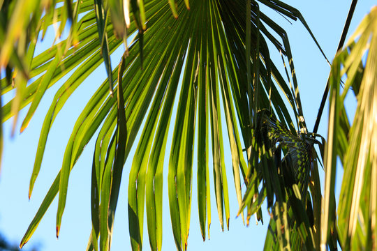 Fototapeta Palm leaves against the blue sky in the tropics