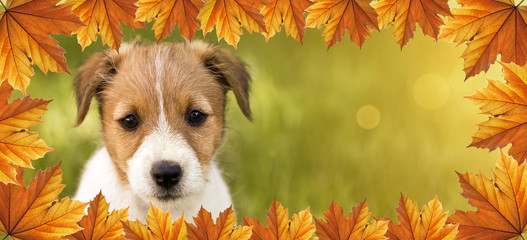 Cute dog pet puppy with orange autumn leaves border - web banner with copy space