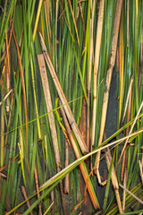 Obraz premium Rush branches on the water as a background