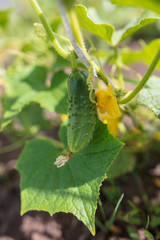 Cucumber on a bush in the garden