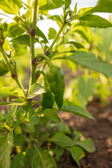 Green pepper on the bush in the garden
