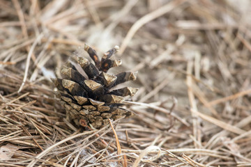 Coniferous cone on the ground in the forest