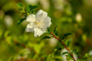White flowers on a tree in the park