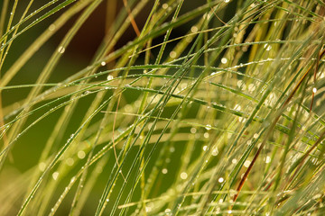 Raindrops on the green grass in the park