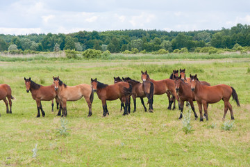 Naklejka na ściany i meble Free running wild horses on a meadow. Country midlands landscape with group of animals.
