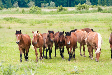 Free running wild horses on a meadow. Country midlands landscape with group of animals.