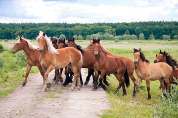 Fototapeta premium Free running wild horses on a meadow. Country midlands landscape with group of animals.