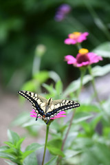ジニアの花とあげはちょう