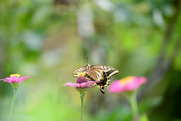 ジニアの花とあげはちょう