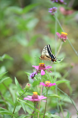 ジニアの花とあげはちょう