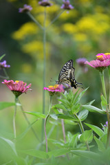 ジニアの花とあげはちょう