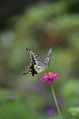 ジニアの花とあげはちょう