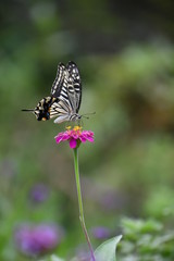 ジニアの花とあげはちょう
