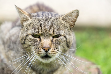 Cat in the garden. Slovakia