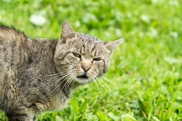 Cat in the garden. Slovakia