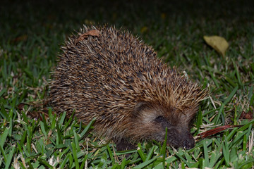 Erizo en paseo nocturno