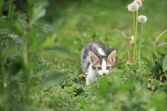 Petit Chat Photos Royalty Free Images Graphics Vectors Videos Adobe Stock