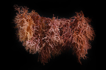 seaweed © antonihalim