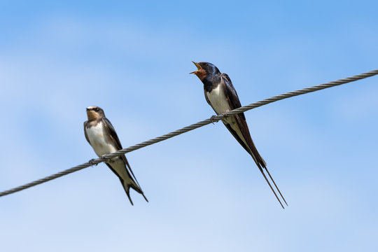 swallows on wire (Hirundinidae)
