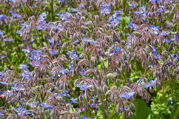 Flores de borraja