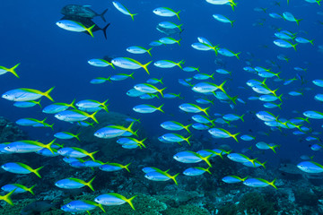 Fototapeta na wymiar school of blue and yellow fusilier fish