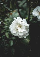 White flower framed centrally with moody dark leaves