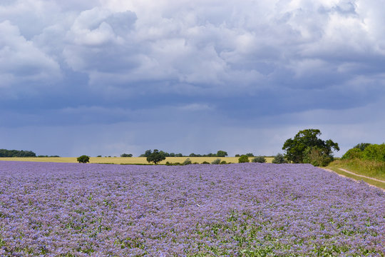 Campos de borraja, Inglaterra