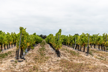 Fototapeta na wymiar Sauvignon blanc vineyard against cloudy sky in Re ISland