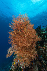 sea fan or gorgonian on the slope of a coral reef with visible water surface and fish