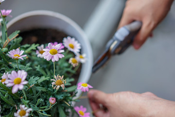 Obraz na płótnie Canvas A Gardener is cutting a flower, hand and scissor close up view