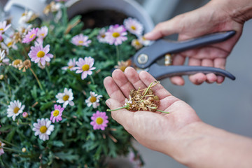 A Gardener is cutting a flower, hand and scissor close up view