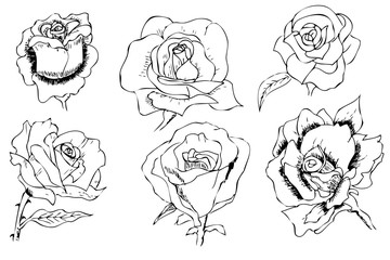 simple manual draw sketch of 6 flowers 