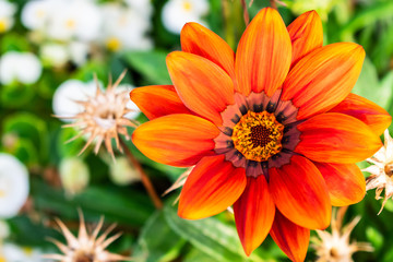 Gazanie Orange Blüte closeup