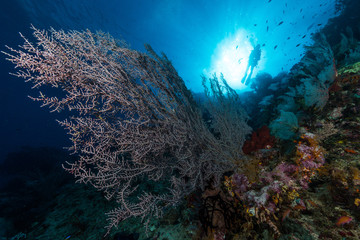 Fototapeta na wymiar sea fan or gorgonian on the slope of a coral reef with visible water surface and fish and woman diver