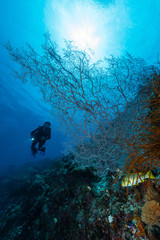 sea fan or gorgonian on the slope of a coral reef with visible water surface and fish and woman diver