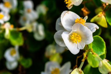 Naklejka na ściany i meble Pfeilkraut Weiße Blüten