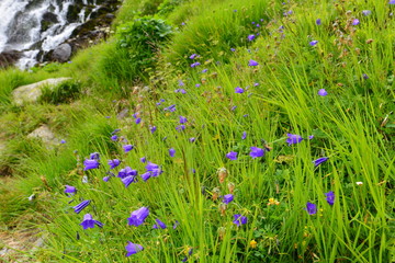 Glockenblume in Tirol 