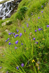 Glockenblume in Tirol 