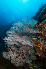 Fototapeta na wymiar sea fan or gorgonian on the slope of a coral reef with visible water surface and fish