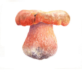 White mushroom in watercolor technique
