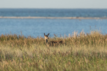 hirschbrunft am meer