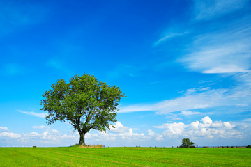 Fototapeta na wymiar Solitary Tree in Green Field under Blue Sky with Clouds