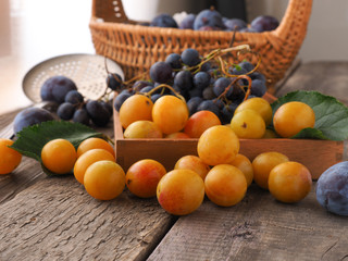Naklejka na ściany i meble Mirabelles, plums and grapes, healthy food
