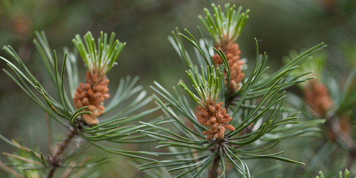 fluffy branches of evergreen pine with large needles