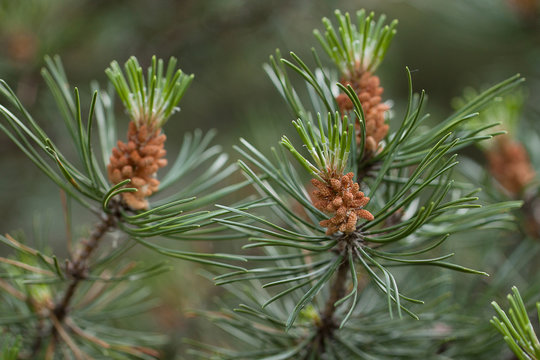 fluffy branches of evergreen pine with large needles