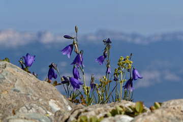 Fleurs bleues devant un paysage de montagne