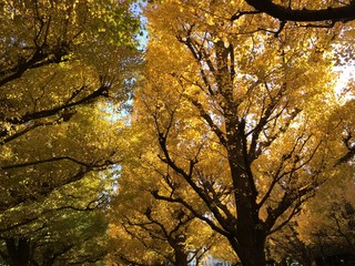 日本の秋の銀杏並木