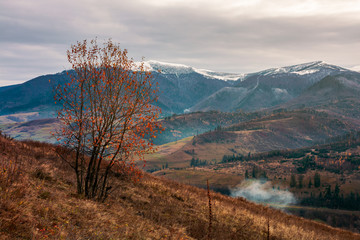 tree in red foliage on hillside. distant mountain with snowy top. village down in the valley. gloomy late autumn scenery