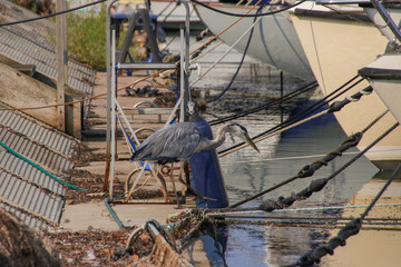 Ein Graureiher sucht Futter im Hafen von Malmö , Skane, Schweden 