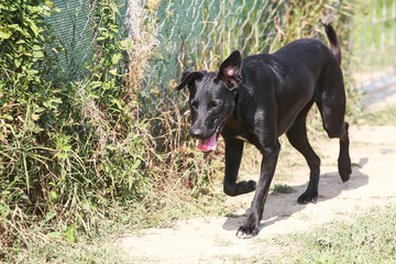 Dog in an animal shelter